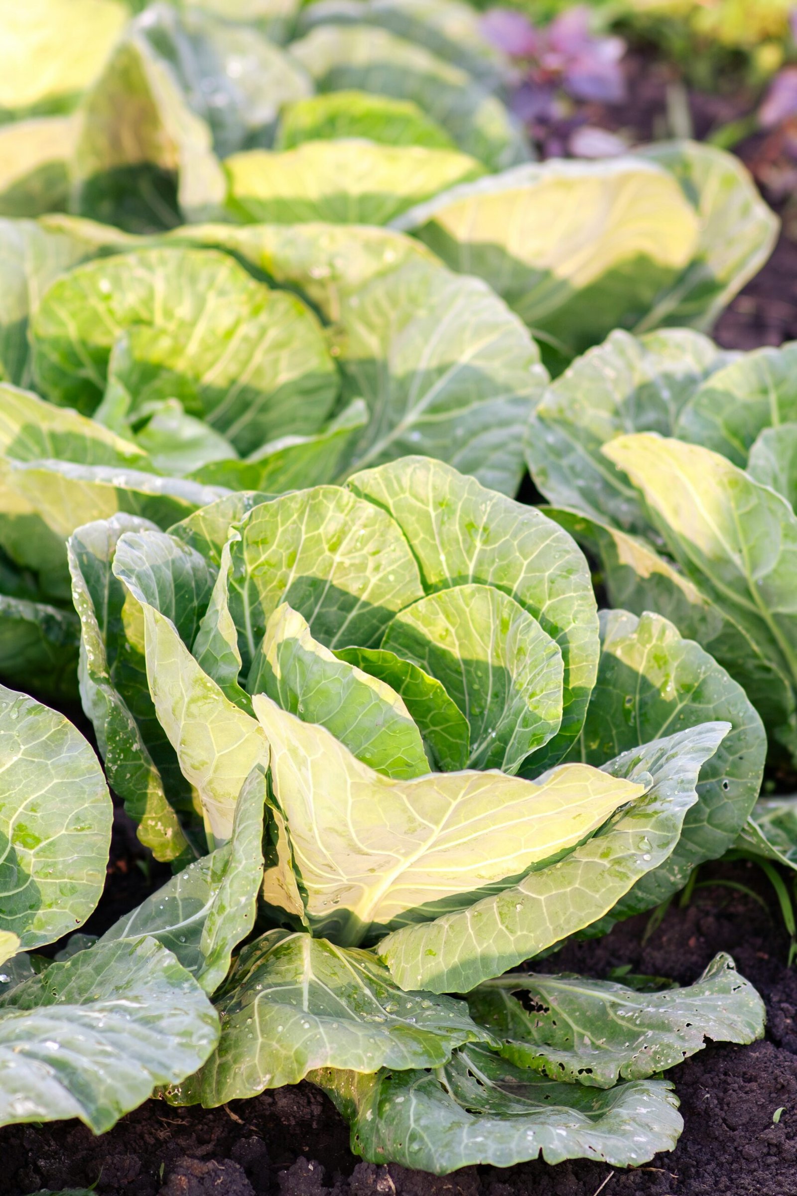 A garden filled with lots of green leafy plants